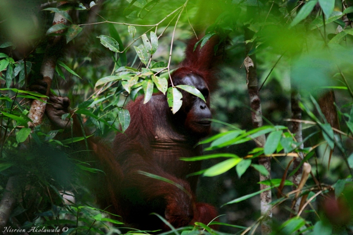 Orangutans in Semenggoh Malaysia