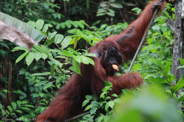 Male Orangutan with side flange